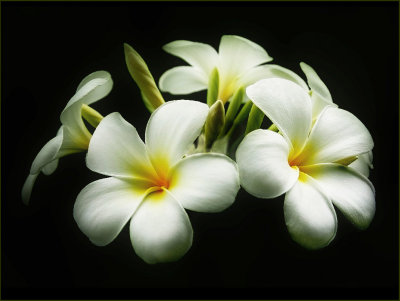 Frangipani Glow 