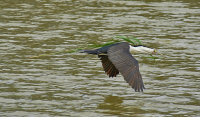  Pied Cormorant With Grass