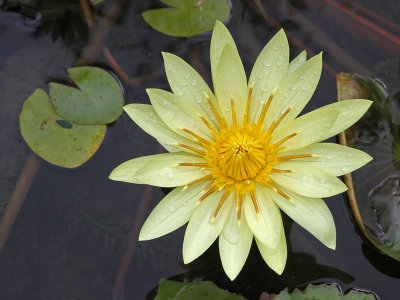  Yellow Water Lilly*Credit*
