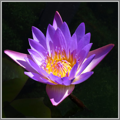 Water Lily*Credit*