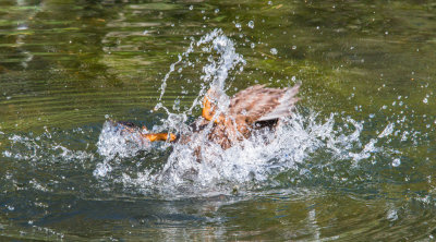  Duck Dive