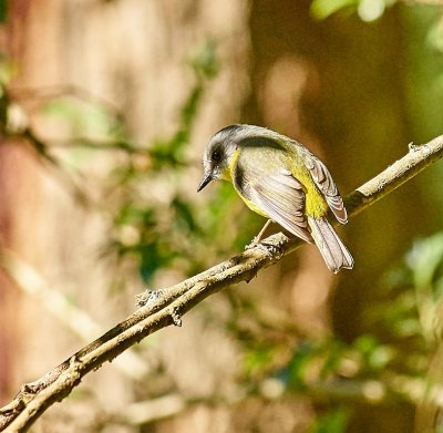  Bird on a branch