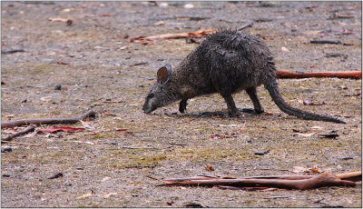  Wet Kangaroo