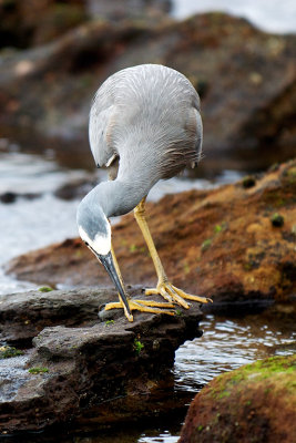  Heron Seeking a Meal*Merit*