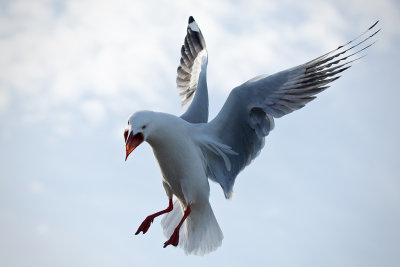 Silver Gull Defends Rookery*Credit*