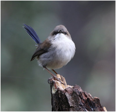 Fairy Wren No 1*Credit*