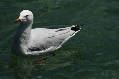 Lone Gull