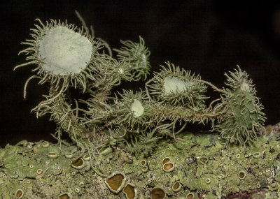  Lichens with apothecia