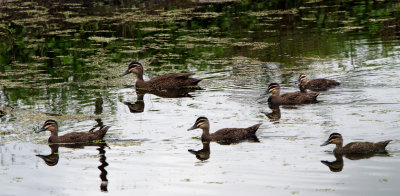 Duck Pond