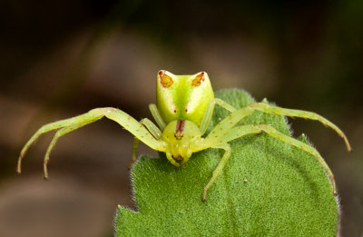 Crab Spider