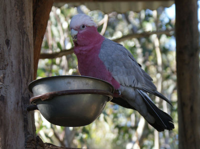 Greedy Galah