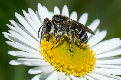 Native Bee on Daisy*Merit*