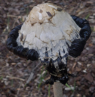 Cone Fungus