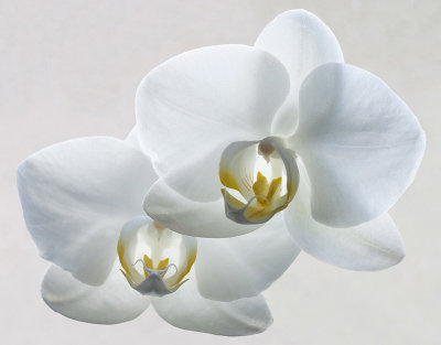 Phalaenopsis Orchid