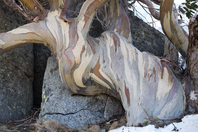 Beauty in a Snowgum*Credit*