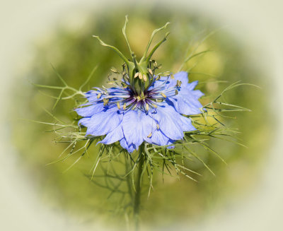  Floral Love in a Mist 