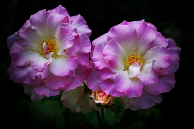fading roses