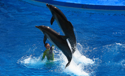 Dophin Show