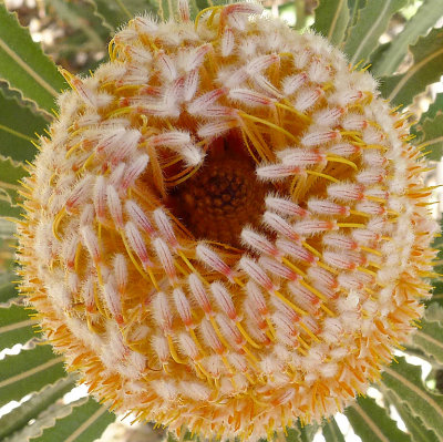 Banksia*Merit*