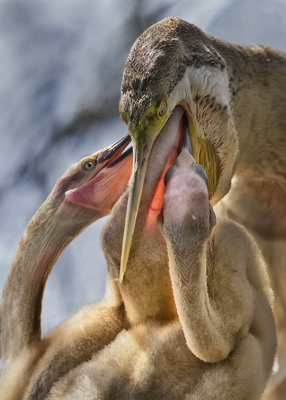 Darter Chicks*Merit*