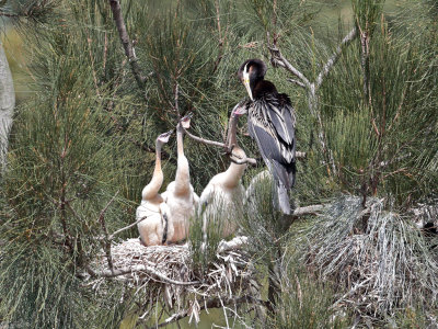 Darter Chicks Feeding