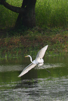 Egret