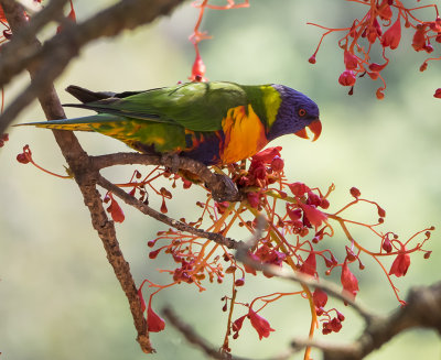 Lorrikeet in Flame tree3