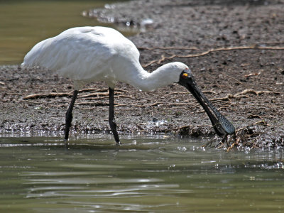 Foraging Spoonbill