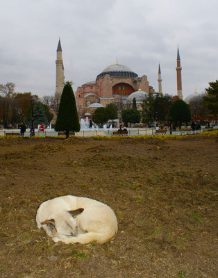 Sleeping dog at the Aia Sophia