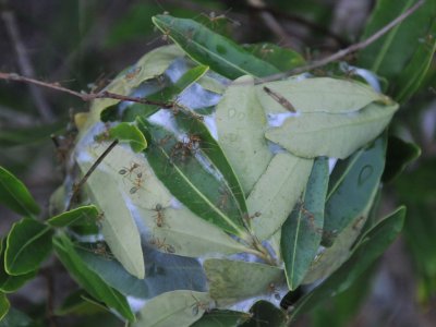 Green Ants Nest FNQ