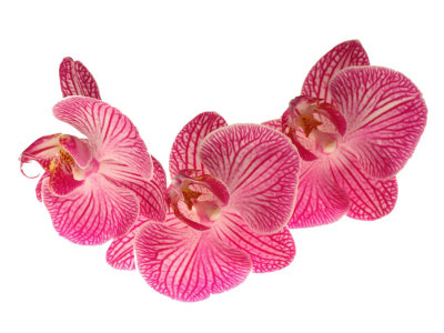 Phalaenopsis