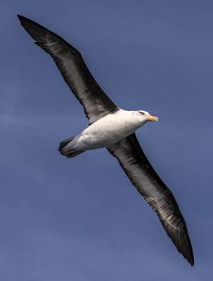 Gliding Albatross*Merit*