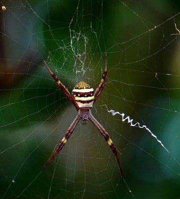 Spider high on ice*Credit*