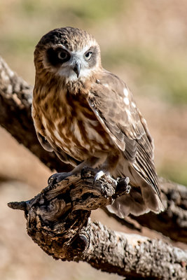 Boobook Owl*Credit*