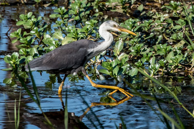 Pied Heron fishing