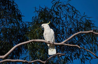 Cockatoo on Ghost Gum Tree*Credit*