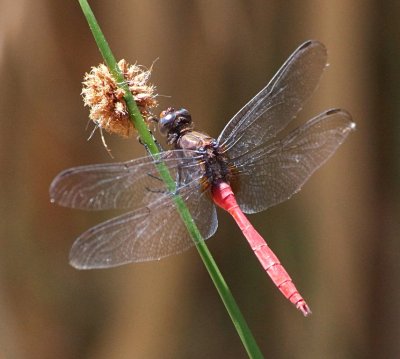 Red DragonFly2