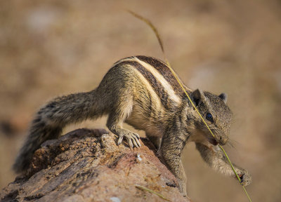 Indian Squirrel*Credit*