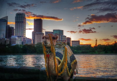 Aida Camel at sunset