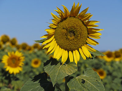 Sunflower*Credit*
