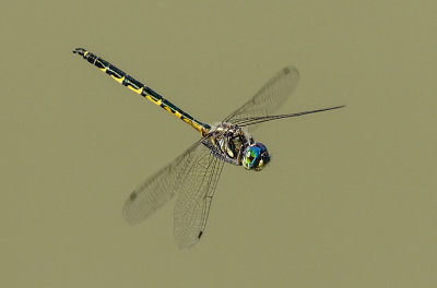 Dragonfly in Flight*Credit*
