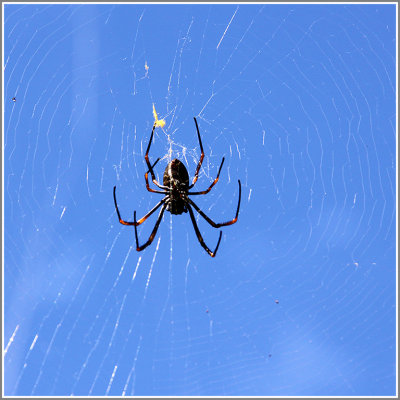 Spider in Web