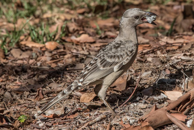 Great Bowerbird*Merit*