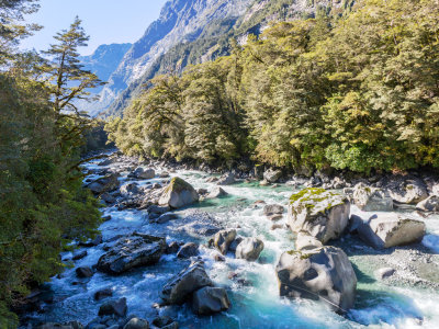 Milford Road Rainforest