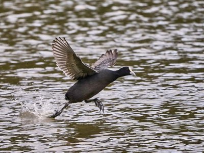 Eurasian Coot On The Run