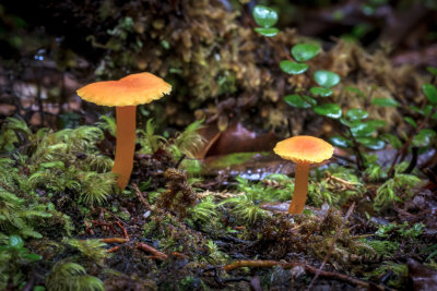Fungi Lake Kaniere