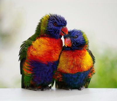 Lorikeets drying out*Credit*