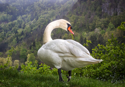 Slovenian Swan