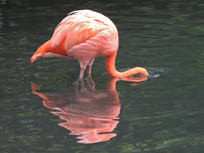 Pink Flamingo*Credit*