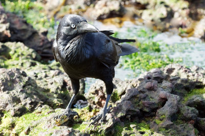 Raven securing Shore Crab